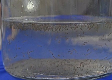 MATO GROSSO DO SUL REGISTRA 804 CASOS CONFIRMADOS DE DENGUE