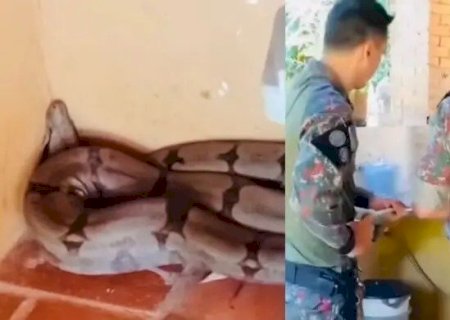 JIBOIA DE 2 METROS É RESGATADA EM COZINHA DE CASA