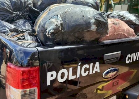 POLÍCIA INCINERA 730 QUILOS DE DROGAS APREENDIDAS EM INQUÉRITOS POLICIAIS