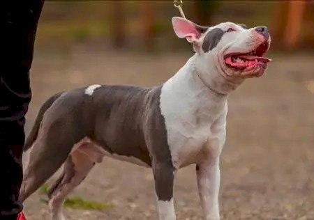 JOVEM TENTA DERRUBAR POLICIAIS E SOLTA PITBULL PARA ATACÁ-LOS DURANTE FUGA
