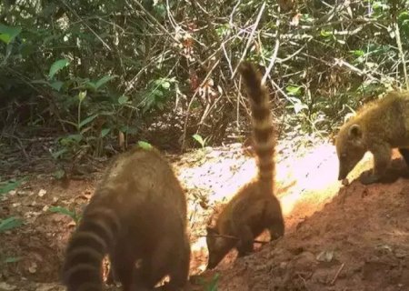 QUATIS 'CURIOSOS' DERRUBAM ARMADILHA FOTOGRÁFICA E SURPREENDEM PESQUISADORES