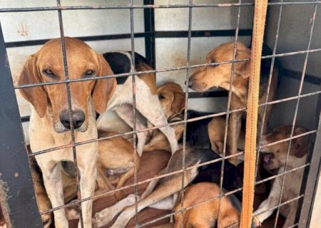 POLÍCIA PRENDE HOMEM POR CAÇA ILEGAL E MAUS-TRATOS A ANIMAIS