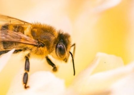COM MAIS DE 1,2 MIL ATAQUES DE ABELHAS REGISTRADOS, SAÚDE FAZ ALERTA À POPULAÇÃO