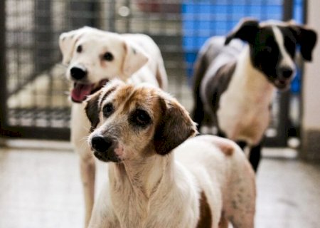 PROJETO CRIA PLATAFORMA DIGITAL PARA FACILITAR A ADOÇÃO DE ANIMAIS