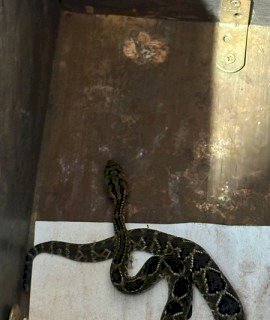 FILHOTE DE CASCAVEL É CAPTURADA EM CONCESSIONÁRIA DE DOURADOS