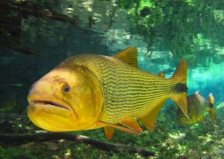 SANCIONADO PROJETO QUE PROÍBE PESCA DO DOURADO ATÉ 2027