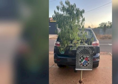 POLÍCIA APREENDE PÉ DE MACONHA DE 2,5 METROS E MULHERES VÃO PRESAS EM TRÊS LAGOAS