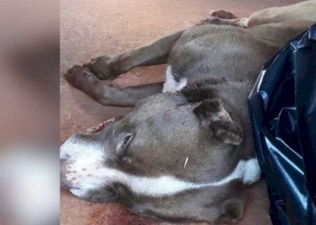 JOVEM MATA PITBULL A FACADAS APÓS ANIMAL ATACAR CÃO DE ESTIMAÇÃO