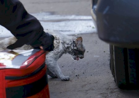 POSSÍVEL ENVENENAMENTO MATA SETE GATOS DE IDOSA EM CASA NO GUANANDI