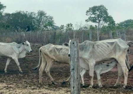 APÓS FLAGRANTE DE MAUS-TRATOS, TAC É FIRMADO PARA GARANTIR ASSISTÊNCIA A ANIMAIS