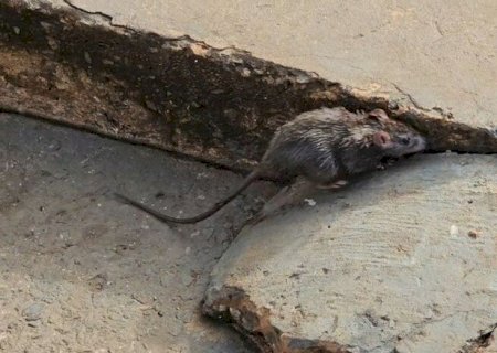 ALÉM DE 'BOCA' E ABRIGO PARA USUÁRIOS, CASA ABANDONADA ERA INFESTADA DE RATOS