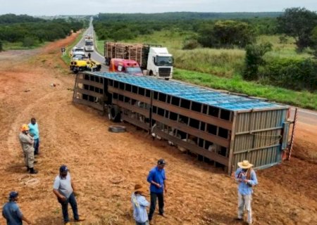 CARRETA BOIADEIRA TOMBA EM CURVA NA MS-395 E MOTORISTA FICA FERIDO