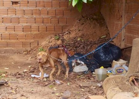 PITBULL É RESGATADO EM SITUAÇÃO DE MAUS-TRATOS E DONO VAI PRESO