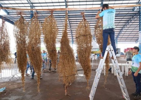 PÉ DE SOJA SOLTEIRO MOBILIZA PRODUTORES EM BUSCA DO TÍTULO DE MAIOR PRODUTIVIDADE
