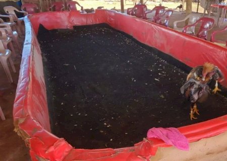 PMA FLAGRA RINHA DE GALOS EM ARENA IMPROVISADA E 44 ANIMAIS SÃO RESGATADOS