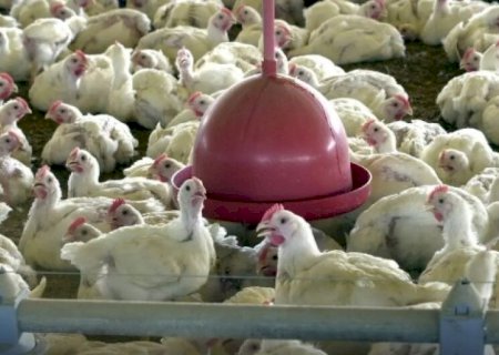 CHEGA A 24 O NÚMERO DE PAÍSES QUE ADOTARAM RESTRIÇÕES À IMPORTAÇÃO DE CARNE DE AVES DO BRASIL
