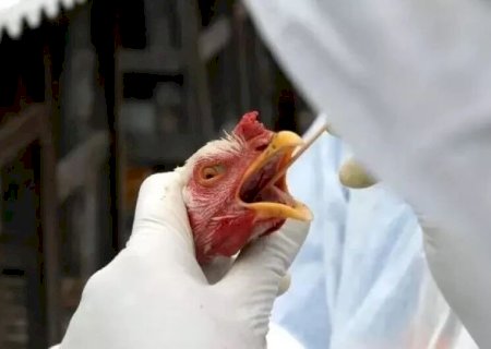 MINISTÉRIO DA AGRICULTURA INVESTIGA CASO SUSPEITO DE GRIPE AVIÁRIA EM MS