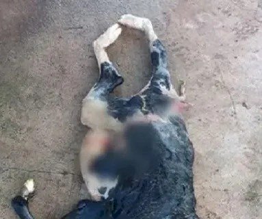 BEZERRA NASCE COM DUAS CABEÇAS E RABO BIPARTIDO