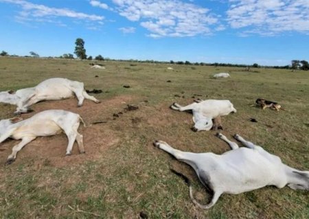 FRIO INTENSO RENOVA ALERTA DE MORTE DE ANIMAIS POR HIPOTERMIA
