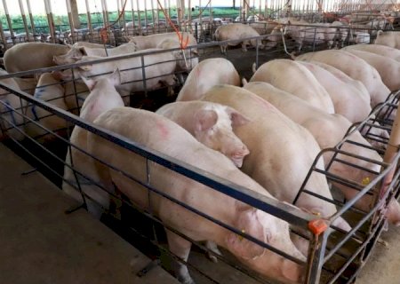 SUINOCULTURA DE MS CRESCE E SE TRANSFORMA EM REFERÊNCIA