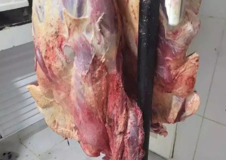 ABATE CLANDESTINO DE ANIMAIS DOENTES ABASTECIA AÇOUGUE EM MS