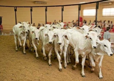 LEILÕES DEVEM MOVIMENTAR R$ 25 MILHÕES NA EXPOAGRO 2025