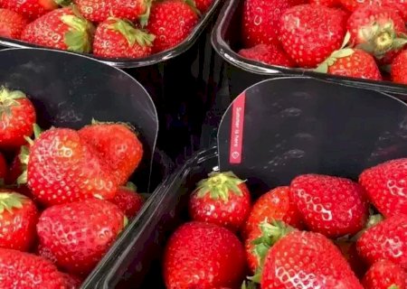 JOVEM PERDE R$ 2,5 MIL AO TENTAR COMPRAR MORANGO EM FEIRA