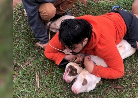 TREINADO EM ARTES MARCIAIS, HOMEM EVITA TRAGÉDIA AO CONTER PIT BULLS NA RUA