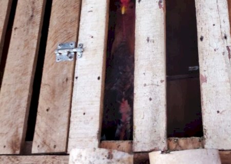 CASAL É MULTADO EM MAIS DE R$ 36 MIL POR CRIAR GALOS DE RINHA EM MS