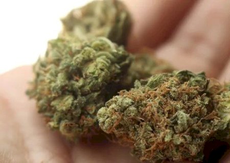 ‘SUPERMACONHA’: PODENDO CUSTAR ATÉ R$ 60 MIL O QUILO, DROGA ENTRA NA MIRA DA POLÍCIA