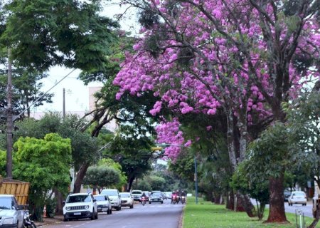 FLORADA DE IPÊS COLORE AS RUAS DE DOURADOS E ANUNCIA CHEGADA DO INVERNO