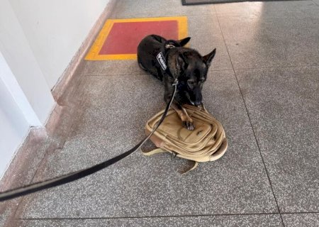 CÃES QUE ACHARAM DROGAS NA FRONTEIRA VÃO RECEBER R$ 1 MILHÃO PARA CUIDADOS COM A SAÚDE
