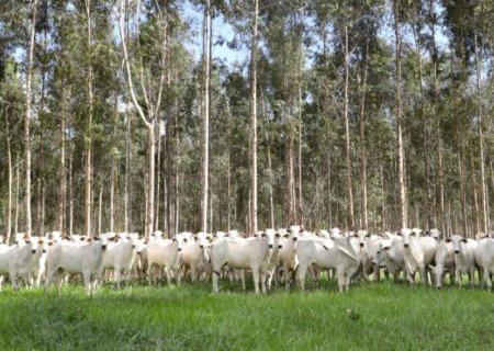 PRODUTORES TÊM ATÉ O DIA 30 PARA REGISTRAR VACINAÇÃO CONTRA BRUCELOSE EM MS