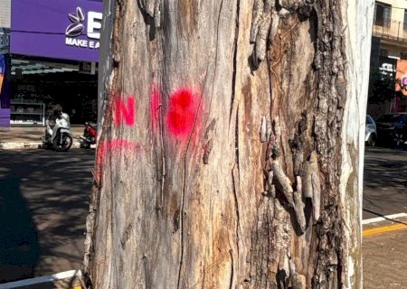 PREFEITURA INICIA PLANO DE ARBORIZAÇÃO PARA TORNAR DOURADOS MAIS VERDE E SEGURA