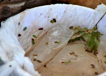 MS REGISTRA 6,8 MIL CASOS DE DENGUE E INVESTIGA MAIS SETE MORTES PELA DOENÇA