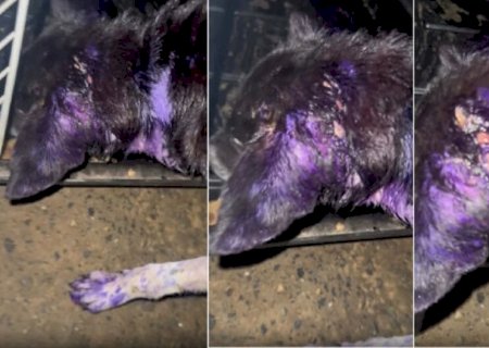 CACHORRO É 'COMIDO VIVO' POR LARVAS E TUTORAS SÃO PRESAS POR OMISSÃO