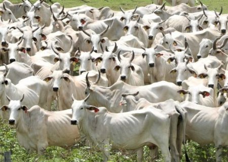 PANTANAL TERÁ PLANO DE FORTALECIMENTO EM MATO GROSSO DO SUL PARA TODAS AS CADEIAS PECUÁRIAS