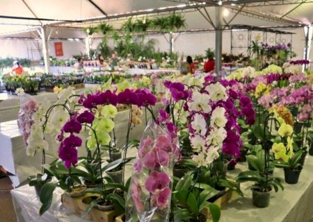 COM RENDA REVERTIDA A PROJETOS SOCIAIS, EXPOFLOR MOVIMENTA PRAÇA ANTÔNIO JOÃO, EM DOURADOS
