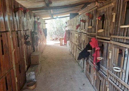 POLÍCIA FLAGRA RINHA EM CHÁCARA E ENCONTRA QUASE 90 GALOS USADOS PARA BRIGAS