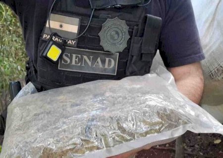 POLÍCIA FECHA CENTRO DE PRODUÇÃO DE SUPERMACONHA NA FRONTEIRA