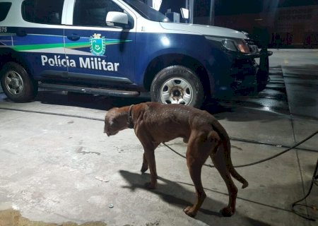 IDOSO BATE NA ESPOSA COM CABO DE VASSOURA AO SER FLAGRADO TENTANDO ESTUPRAR CADELA EM CAARAPÓ
