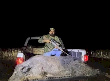 JAVALI DE QUASE 300 KG É ABATIDO EM RIO BRILHANTE DURANTE AÇÃO DE CONTROLE AMBIENTAL
