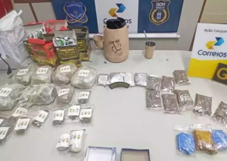 MACONHA 'DE PLAYBOY' ESCONDIDA EM ERVA DE TERERÉ É APREENDIDA