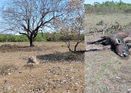 VACA APODRECE EM PASTO APÓS MORRER DE SEDE EM AQUIDAUANA