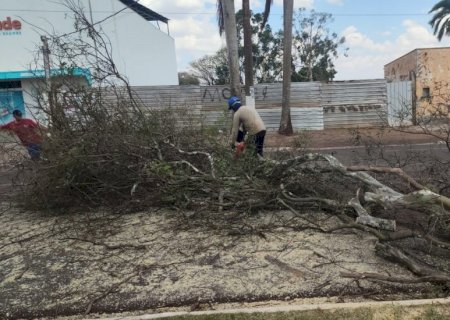 PREFEITURA DÁ RÁPIDA RESPOSTA A ATENDIMENTOS POR QUEDA DE ÁRVORES EM INÍCIO DE PRIMAVERA CHUVOSA