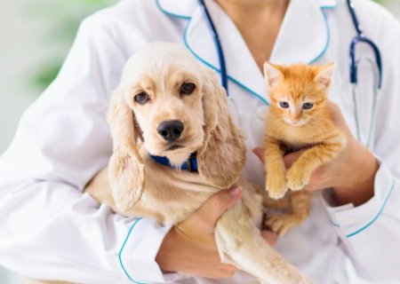 DEPUTADO PROPÕE INCLUSÃO DE CAMPANHAS PARA PETS NO CALENDÁRIO OFICIAL
