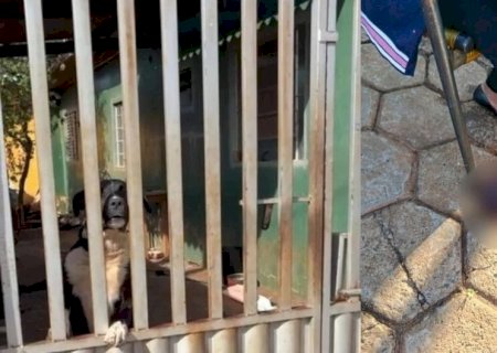 A CAMINHO DA IGREJA, IDOSA É ATACADA POR CACHORRO E FICA FERIDA EM NOVA ANDRADINA