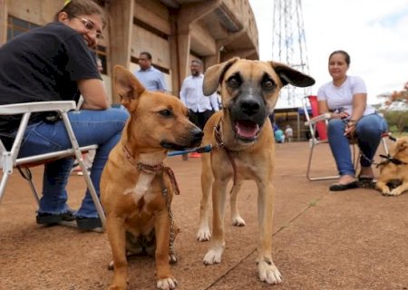 PREFEITURA E GOVERNO DO ESTADO INICIAM CASTRAÇÃO DE 1,6 MIL CÃES E GATOS EM DOURADOS