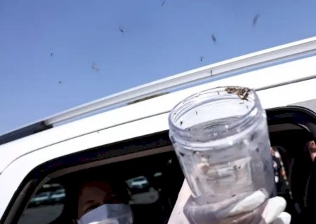 SAÚDE LIBERA MOSQUITOS ESTÉREIS PARA FREAR REPRODUÇÃO DO AEDES