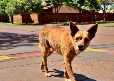 DENÚNCIAS DE MAUS-TRATOS CONTRA ANIMAIS EM DOURADOS CRESCEM 15% E CASOS DE ABANDONO PREOCUPAM NAS FÉRIAS